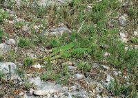 L'île de Lokrum en Croatie. Lézards verts près du Fort Royal. Cliquer pour agrandir l'image.