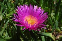 L'île de Mljet en Croatie. Griffes de sorcière (Carpobrotus acinaciformis) sur l'îlot Sainte-Marie. Cliquer pour agrandir l'image.