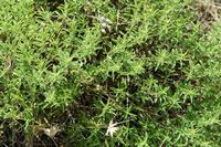 Le jardin botanique du Biokovo en Croatie. Euphorbe épineuse (Euphorbia spinosa). Cliquer pour agrandir l'image.