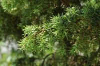 Le jardin botanique du Biokovo en Croatie. Genévrier oxycèdre, cade (Juniperus oxycedrus). Cliquer pour agrandir l'image.