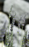 Le jardin botanique du Biokovo en Croatie. Lavande à feuilles étroites (Lavandula angustifolia). Cliquer pour agrandir l'image.