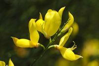 Le jardin botanique du Biokovo en Croatie. Spartier à tiges de jonc, genêt d'Espagne (Spartium junceum). Cliquer pour agrandir l'image.