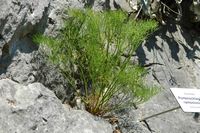 Le jardin botanique du Biokovo en Croatie. (Portenschlagiella ramosissima). Cliquer pour agrandir l'image.