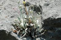 Le jardin botanique du Biokovo en Croatie. Osyris blanc (Osyris alba). Cliquer pour agrandir l'image.