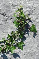 Le jardin botanique du Biokovo en Croatie. Lierre grimpant (Hedera helix). Cliquer pour agrandir l'image.