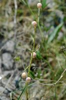 Le jardin botanique du Biokovo en Croatie. Psoralée bitumineuse, trèfle bitumineux (Bituminaria bituminosa). Cliquer pour agrandir l'image.