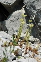 Le jardin botanique du Biokovo en Croatie. Cétérach officinal (Asplenium ceterach). Cliquer pour agrandir l'image.