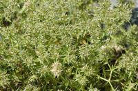 Le jardin botanique du Biokovo en Croatie. Œillet épineux (Drypis spinosa). Cliquer pour agrandir l'image.