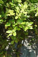 Le jardin botanique du Biokovo en Croatie. Chêne vert (Quercus ilex). Cliquer pour agrandir l'image.