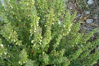 Le jardin botanique du Biokovo en Croatie. Germandrée jaune (Teucrium flavum). Cliquer pour agrandir l'image.