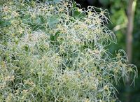 Le jardin botanique du Biokovo en Croatie. Clématite flamme, clématite odorante (Clematis flammula). Cliquer pour agrandir l'image.