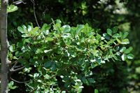 Le jardin botanique du Biokovo en Croatie. Arbuste à identifier. Cliquer pour agrandir l'image.