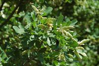 Le jardin botanique du Biokovo en Croatie. Petterie (Petteria ramentacea). Cliquer pour agrandir l'image.