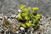 Le jardin botanique du Biokovo en Croatie. Orpin âcre (Sedum acre). Cliquer pour agrandir l'image.