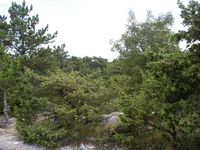 Le mont Vidova Gora, île de Brač en Croatie. La végétation à Vidova Gora (auteur Bahnhofsralf). Cliquer pour agrandir l'image.