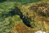 La rivière Cetina en Croatie. Libellule fauve sur la Cetina. Cliquer pour agrandir l'image.