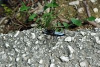 Fawn-coloured dragonfly on Cetina. Click to enlarge the image.