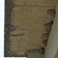 Le village de Blace en Croatie. Nids d'hirondelles dans le delta de la Neretva. Cliquer pour agrandir l'image.