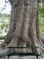 Plane tree. Click to enlarge the image.