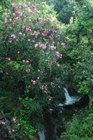 Le village de Trsteno en Croatie. Cascade dans le port de Trsteno. Cliquer pour agrandir l'image.