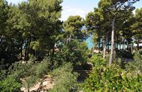 La ville de Brela en Croatie. Parc de l'hôtel Berulia. Cliquer pour agrandir l'image.