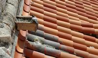 Les fortifications de Dubrovnik en Croatie. Le port. Un pigeon sur un toit. Cliquer pour agrandir l'image.