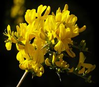 La ville de Split en Croatie. Fleur de Calycotome spinosa (auteur Hans Hillewaert). Cliquer pour agrandir l'image.