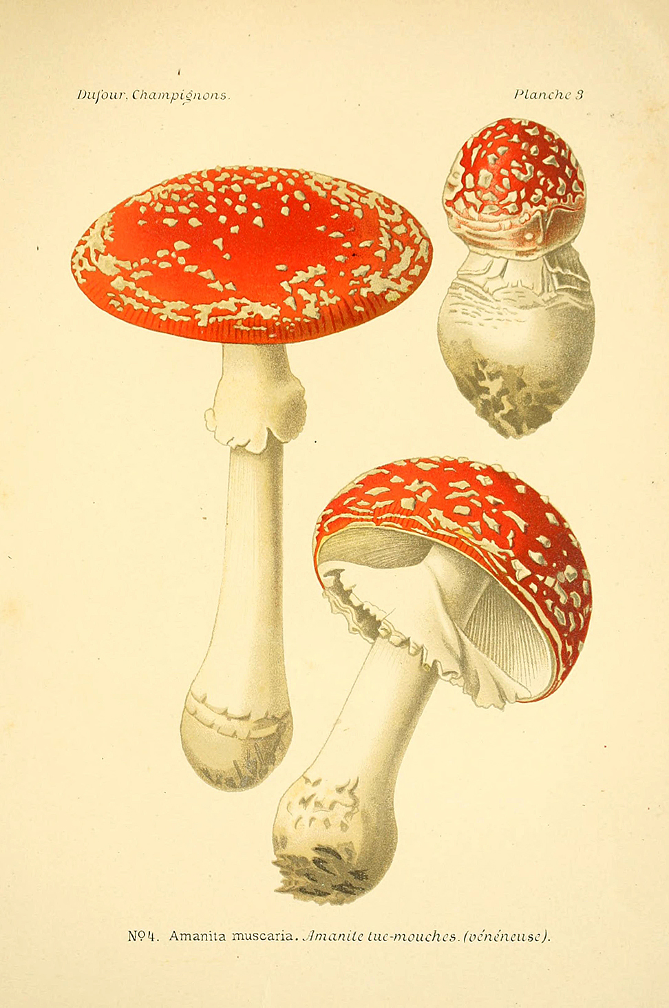 Planche de mycologie de Léon Marie Dufour n° 3.