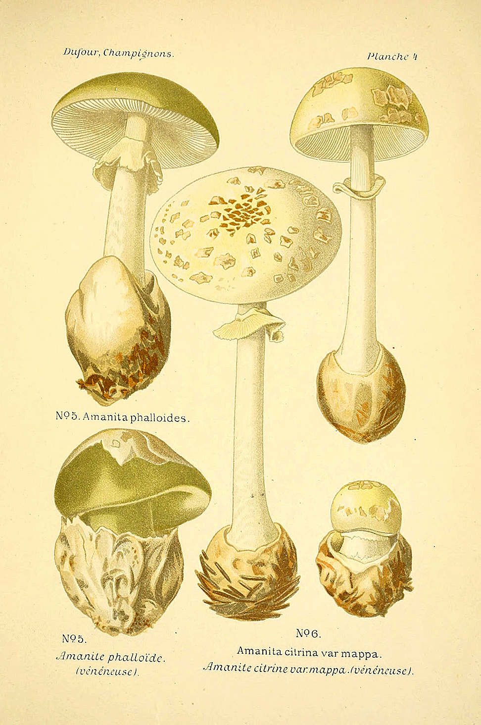Planche de mycologie de Léon Marie Dufour n° 4.