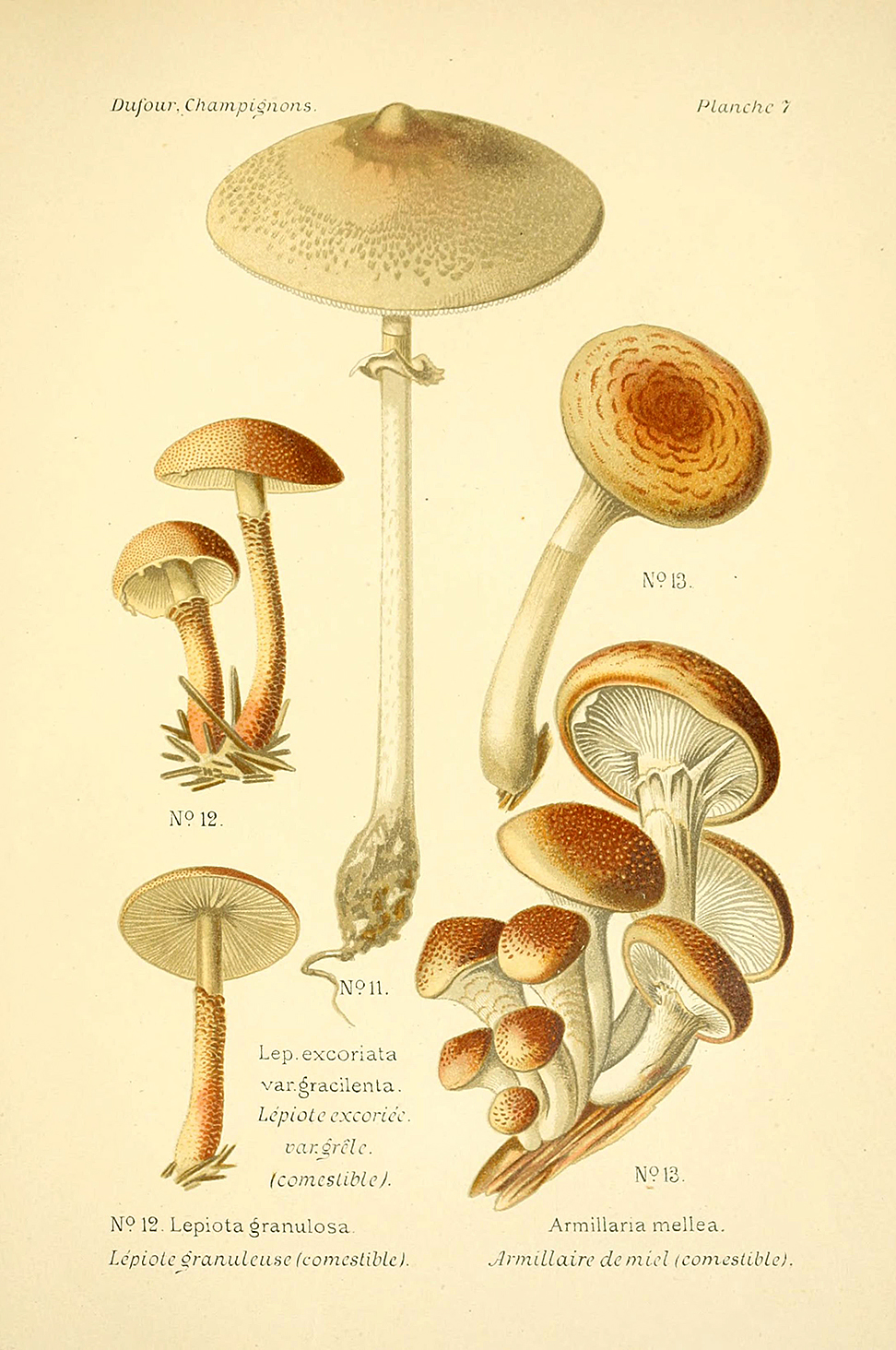 Planche de mycologie de Léon Marie Dufour n° 7.