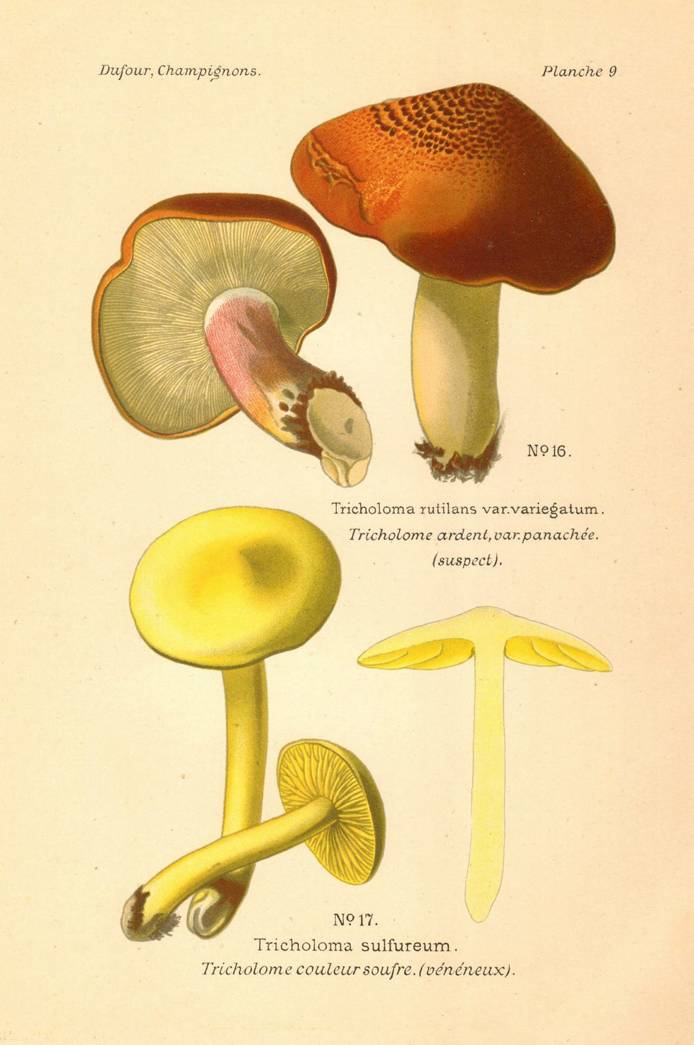 Planche de mycologie de Léon Marie Dufour n° 9.
