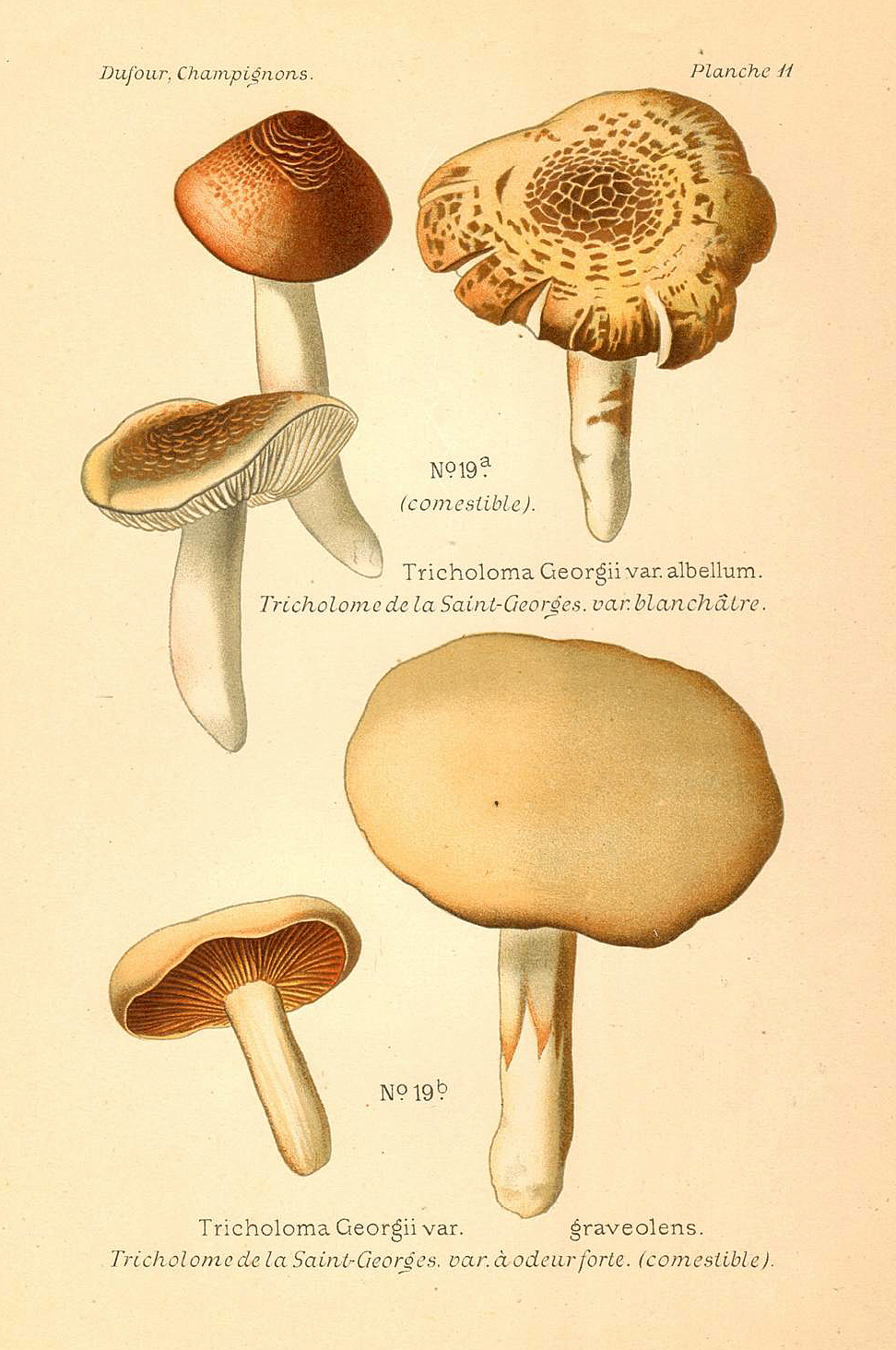 Planche de mycologie de Léon Marie Dufour n° 11.