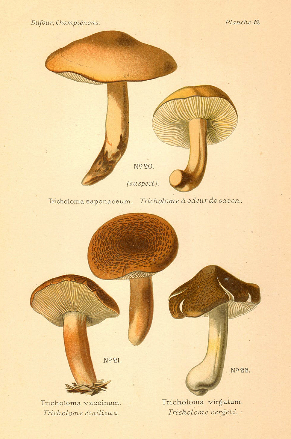 Planche de mycologie de Léon Marie Dufour n° 12.
