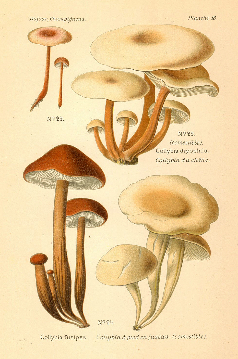 Planche de mycologie de Léon Marie Dufour n° 13.