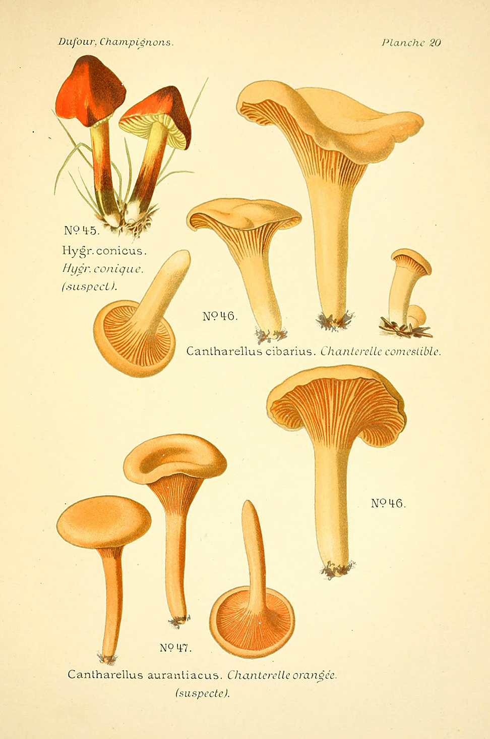 Planche de mycologie de Léon Marie Dufour n° 20.