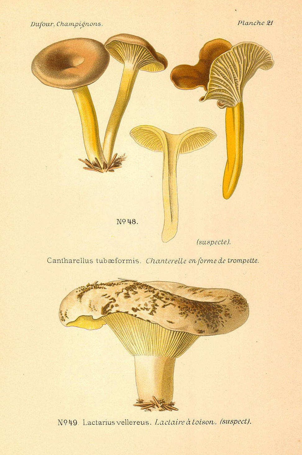 Planche de mycologie de Léon Marie Dufour n° 21.