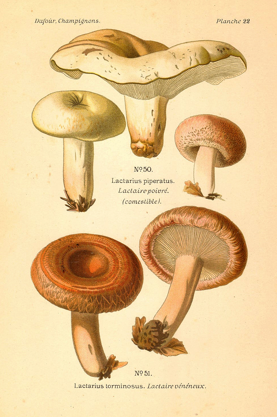 Planche de mycologie de Léon Marie Dufour n° 22.