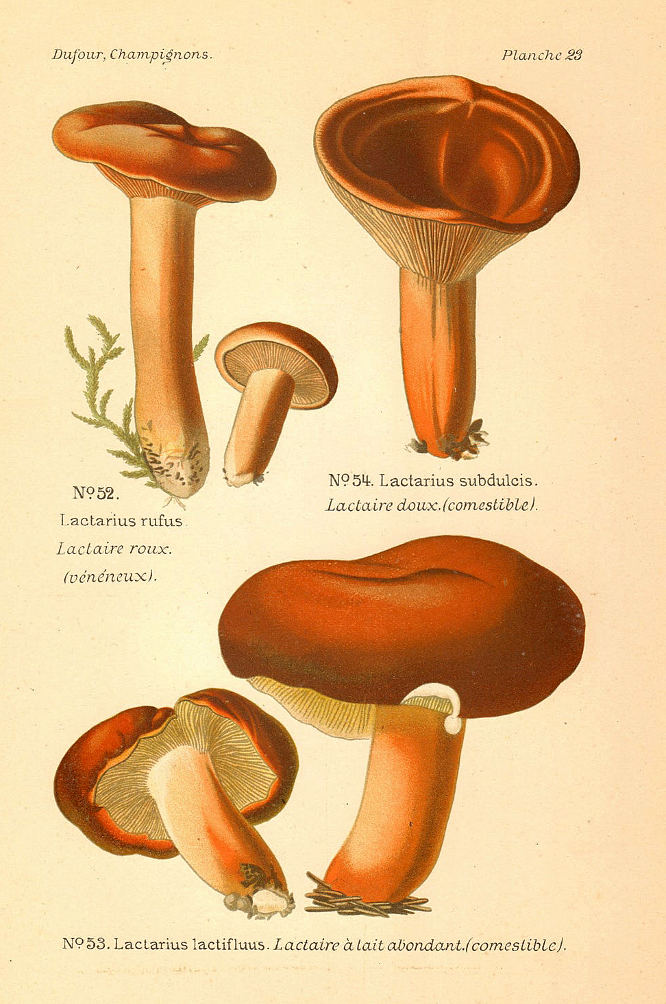 Planche de mycologie de Léon Marie Dufour n° 23.