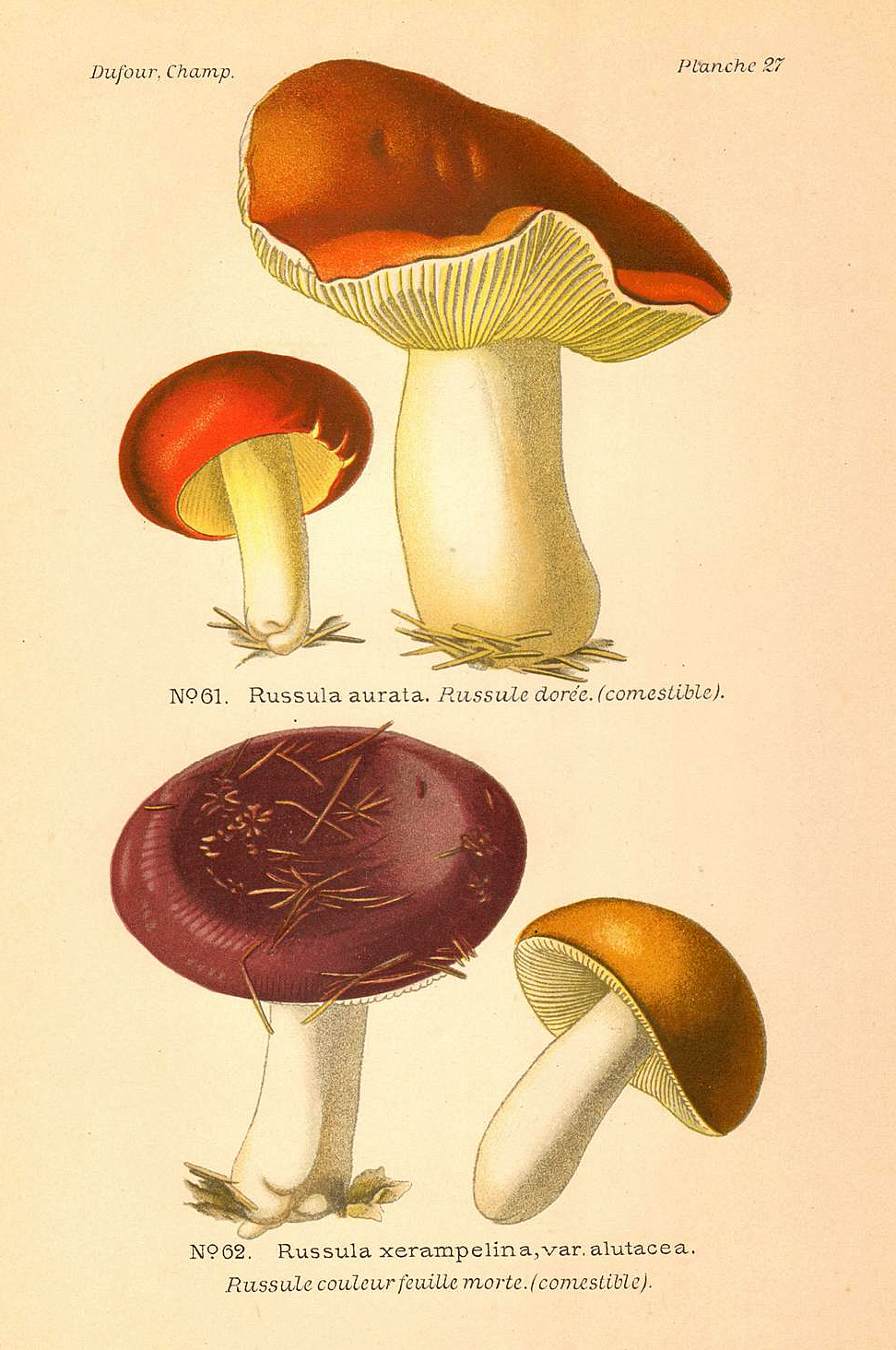 Planche de mycologie de Léon Marie Dufour n° 27.