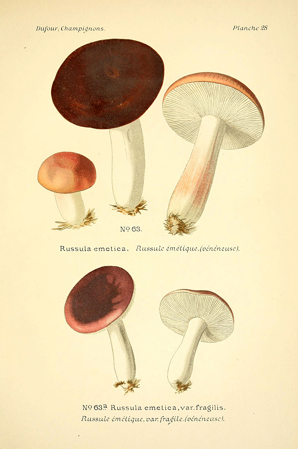 Planche de mycologie de Léon Marie Dufour n° 28.