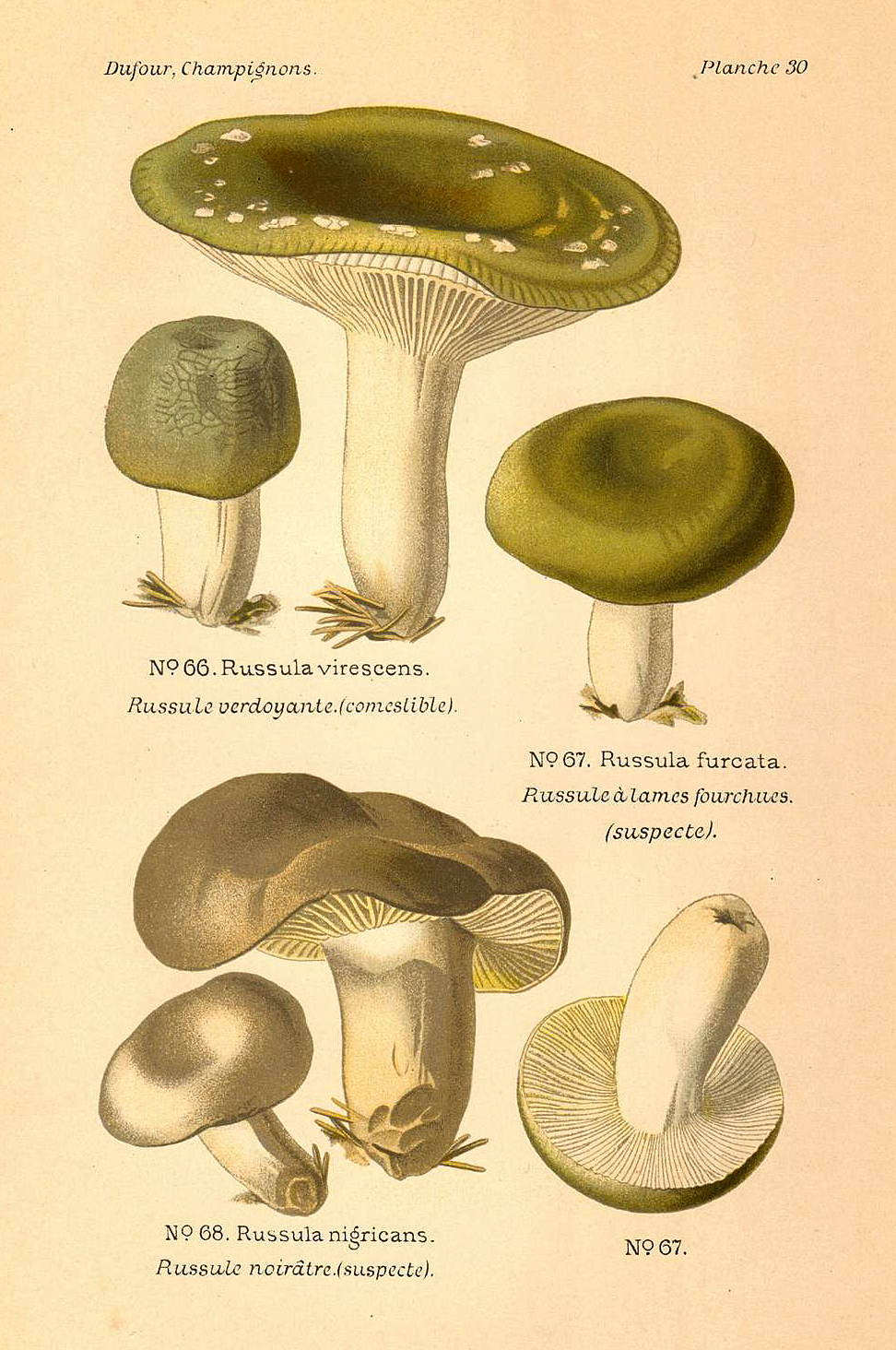Planche de mycologie de Léon Marie Dufour n° 30.