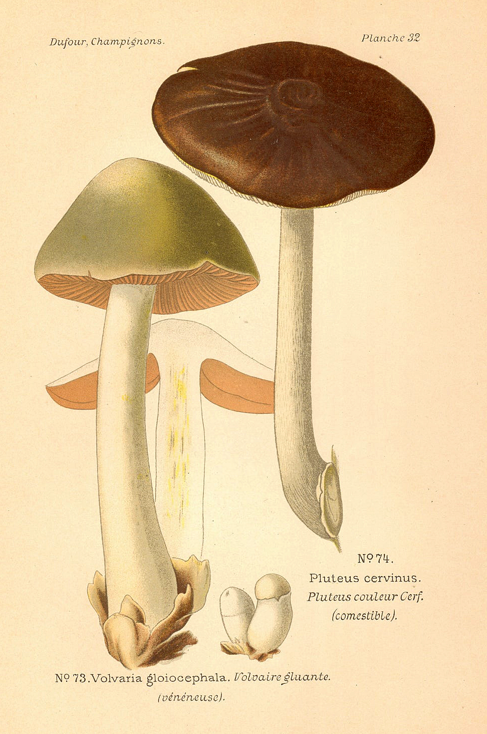 Planche de mycologie de Léon Marie Dufour n° 32.