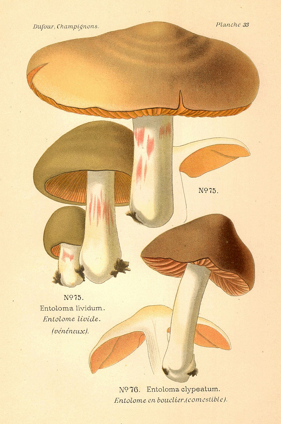Planche de mycologie de Léon Marie Dufour n° 33.