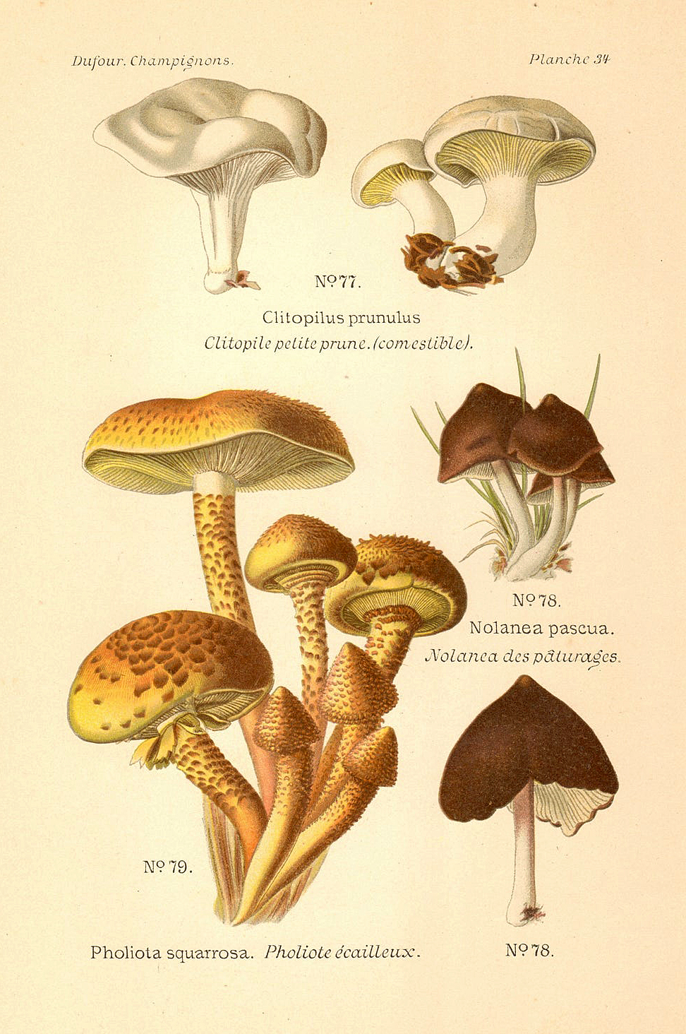 Planche de mycologie de Léon Marie Dufour n° 34.