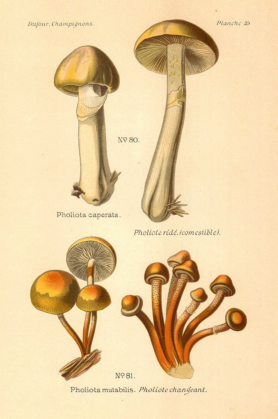 Planche de mycologie de Léon Marie Dufour n° 35.