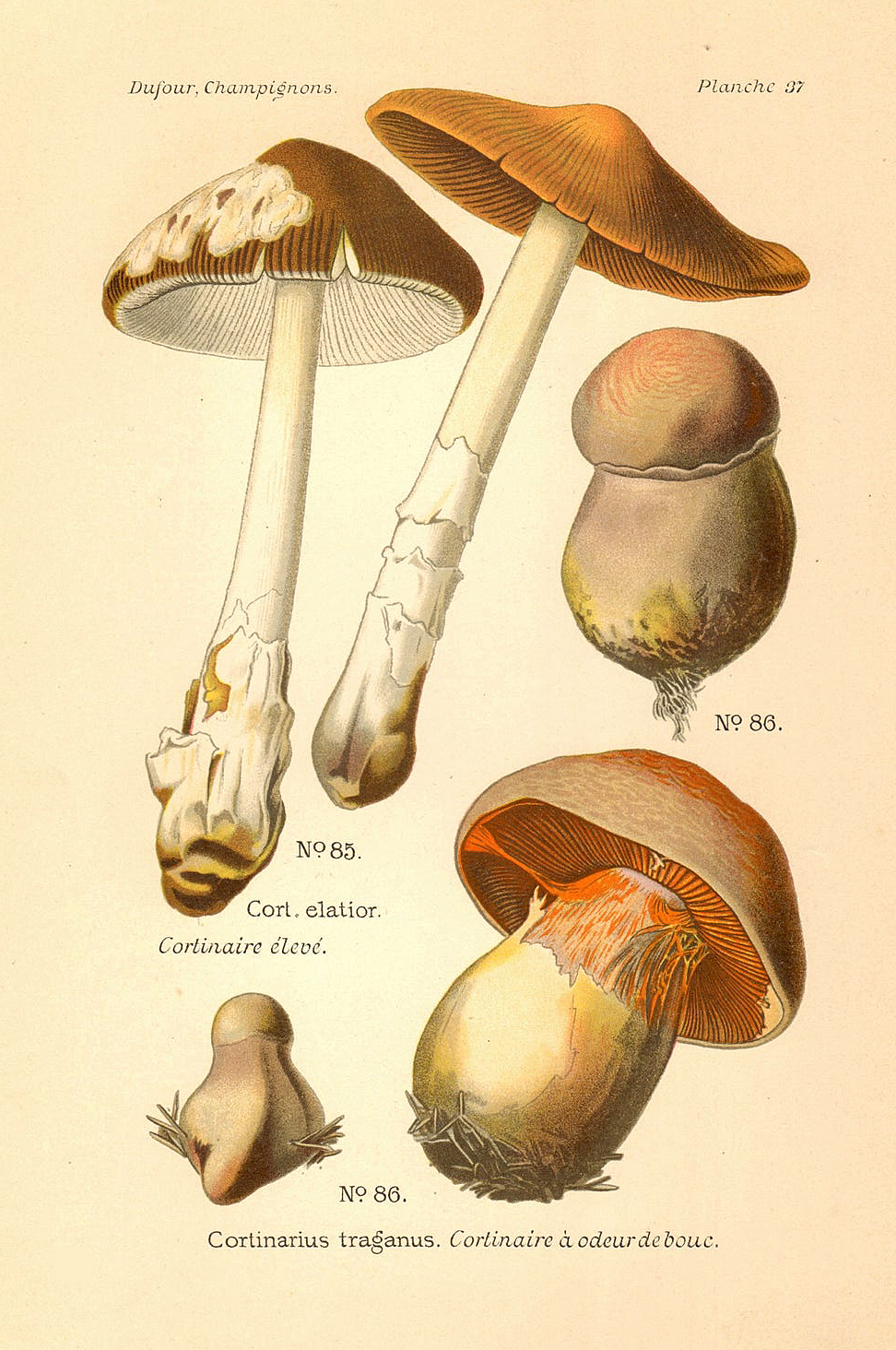 Planche de mycologie de Léon Marie Dufour n° 37.