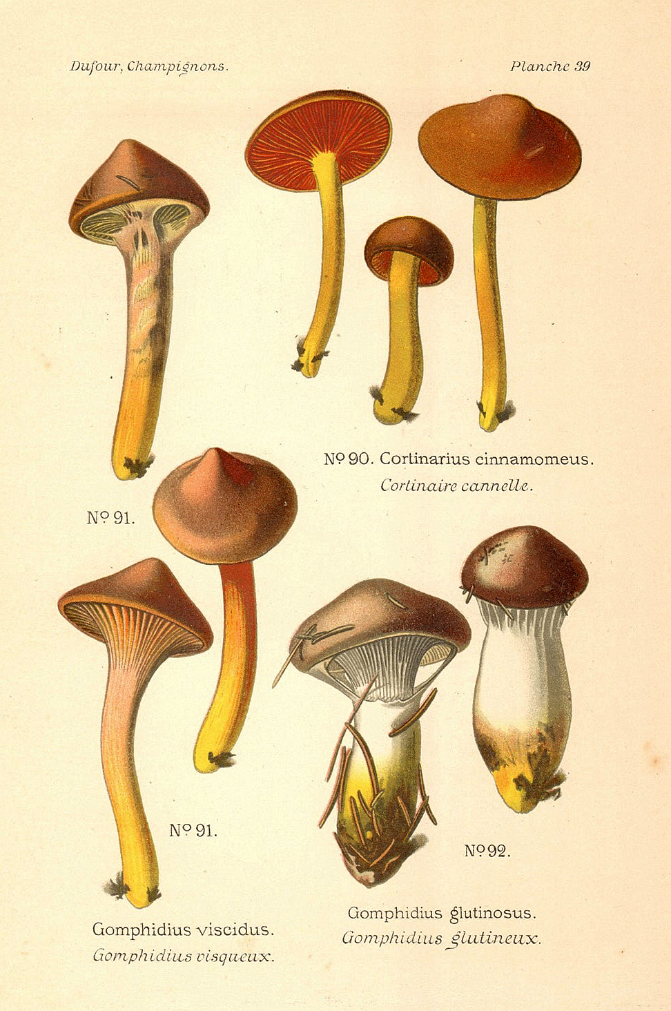 Planche de mycologie de Léon Marie Dufour n° 39.