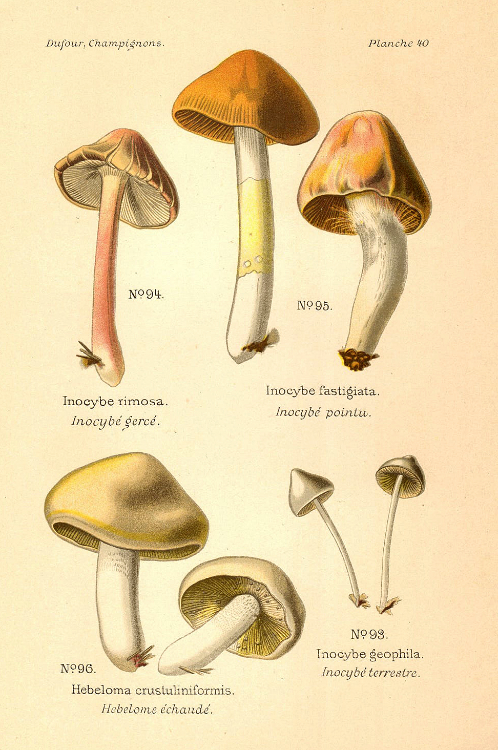 Planche de mycologie de Léon Marie Dufour n° 40.