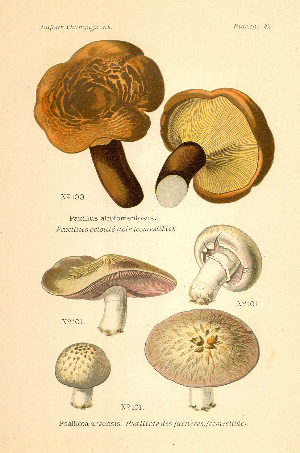 Planche de mycologie de Léon Marie Dufour n° 42.