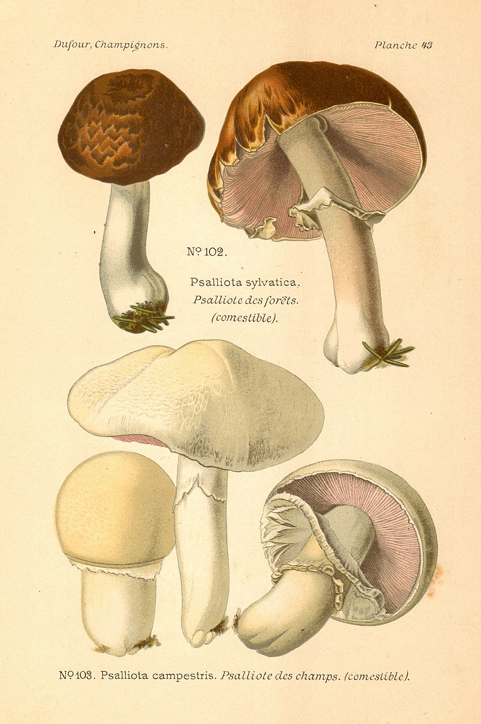 Planche de mycologie de Léon Marie Dufour n° 43.